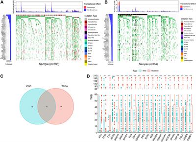 USH2A Mutation is Associated With Tumor Mutation Burden and Antitumor Immunity in Patients With Colon Adenocarcinoma